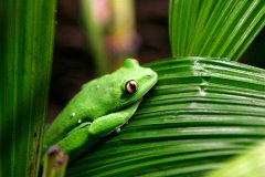 High school biology class compares transgenderism with tree frogs that change sex
