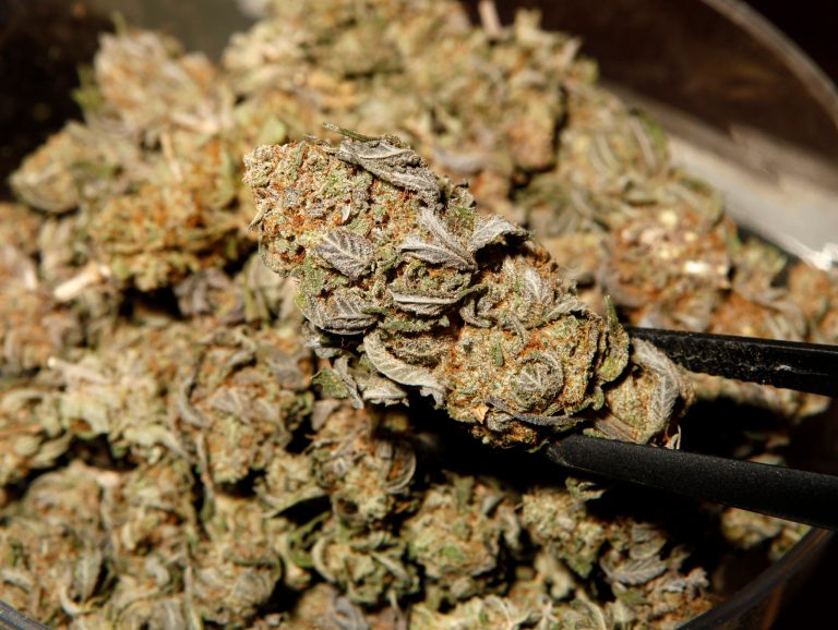 In this Jan. 11, 2010 photo, a worker shows a marijuana bud for sale at the Lotus Medical dispensary in Denver. (AP Photo/Ed Andrieski)