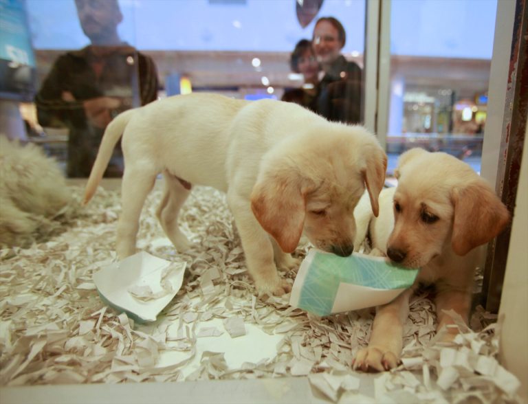 The federal government must regulate international pet trafficking
