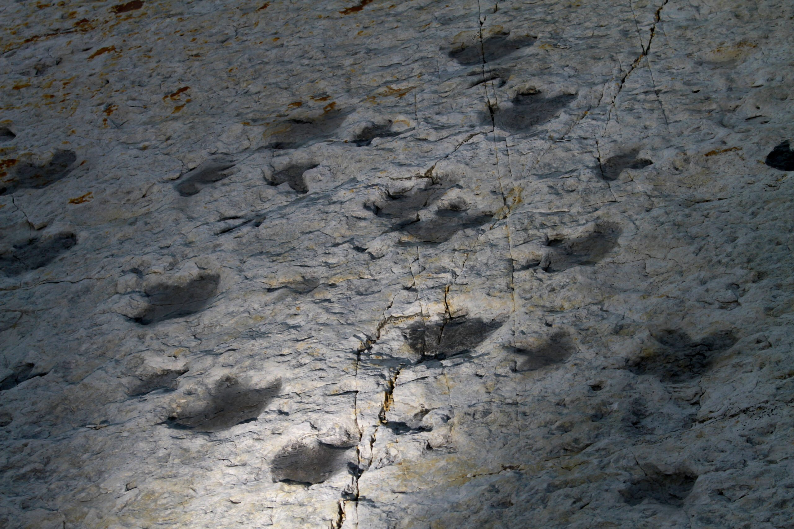 SEE IT: 113-million-year-old dinosaur tracks revealed during Texas drought