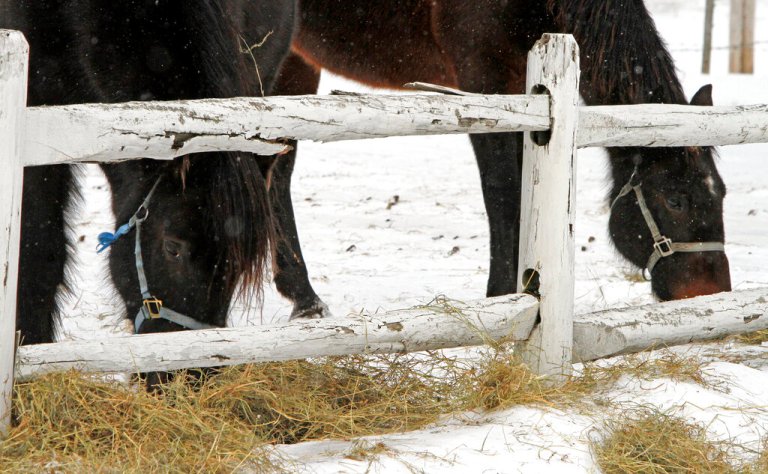 Las Vegas store requires proof-of-horse photo to deter customers seeking ivermectin for COVID-19