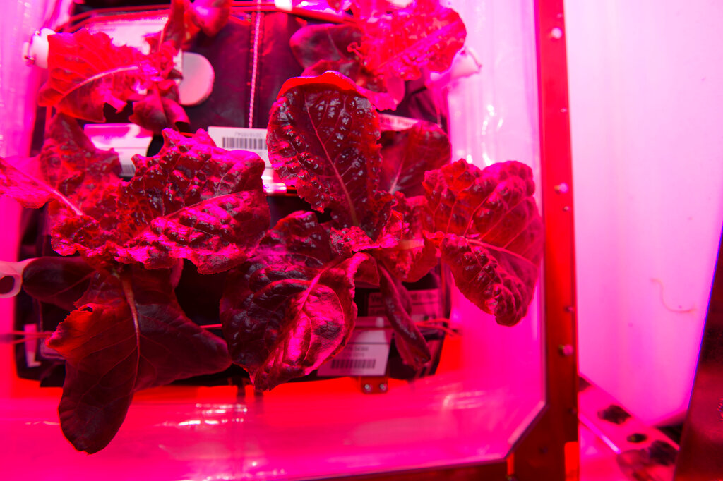 Space botany: Astronauts grow peppers, lettuce, and more on space station