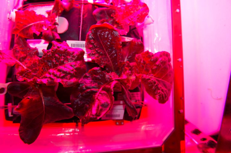 Space botany: Astronauts grow peppers, lettuce, and more on space station