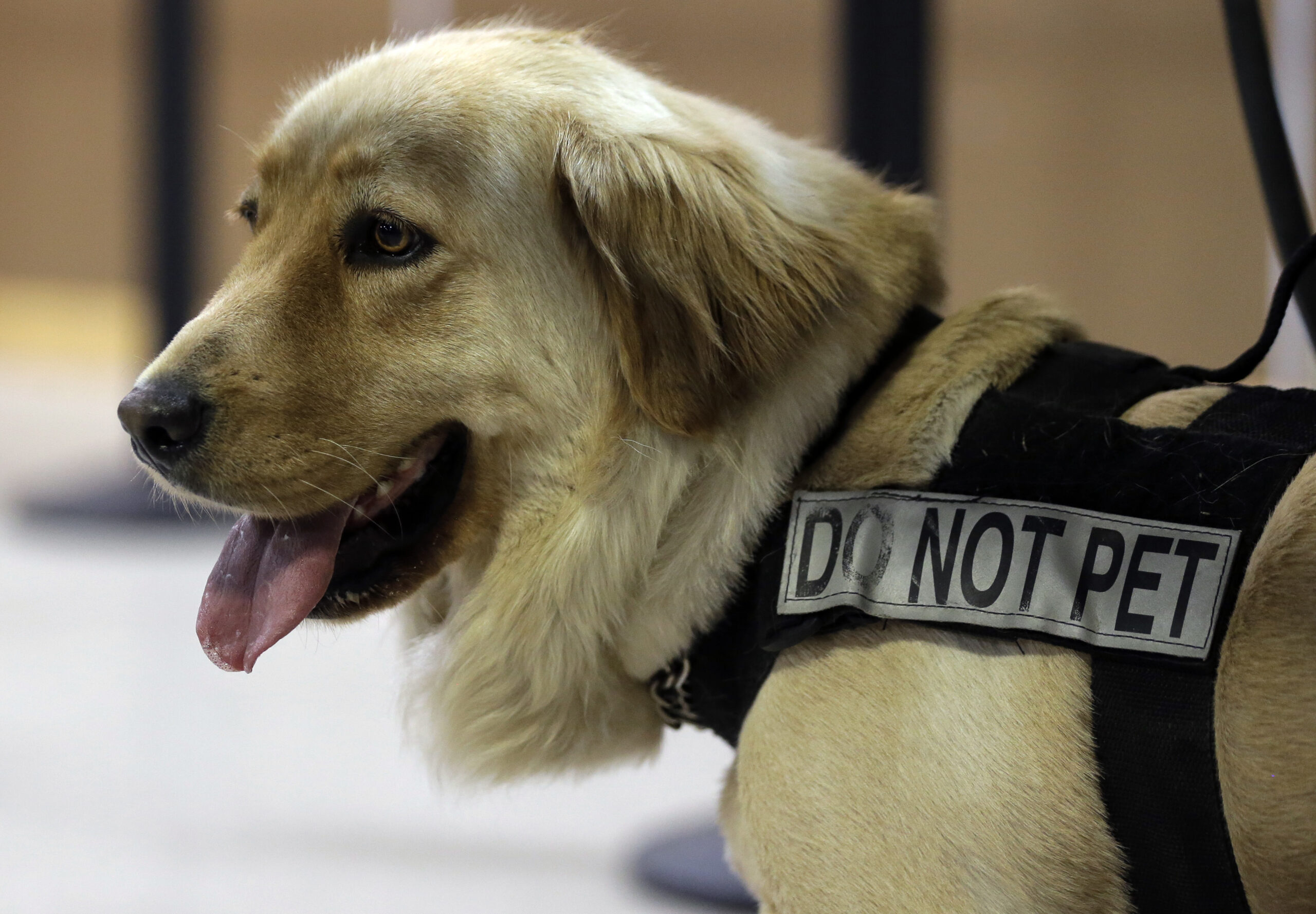 TSA unveils canine calendar for 2024