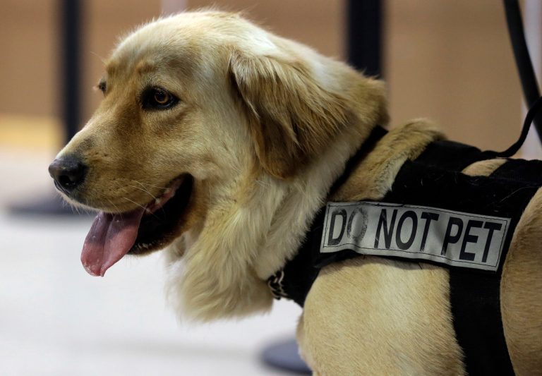 In this Thursday, June 9, 2016, photo, Bella, a bomb-sniffing dog, wears a 