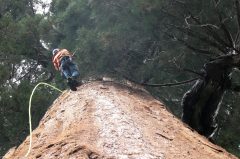Biden planning Earth Day order to protect old-growth forests