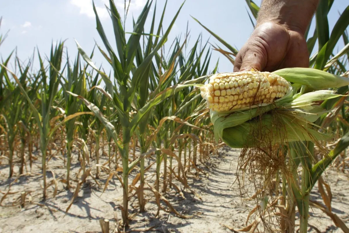 washingtonexaminer.com - Alex H. Moss - 92% of American corn is modified - and Big Ag is suing to keep the recipe secret