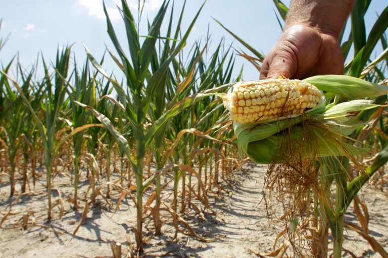FILE - In this July 11, 2012 file photo, a farmer holds a piece of his drought- and heat-stricken corn while chopping it down for feed in Nashville, Ill.  (AP Photo/Seth Perlman, File)