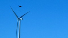 Wind developer admits killing 136 bald and golden eagles in $35M settlement