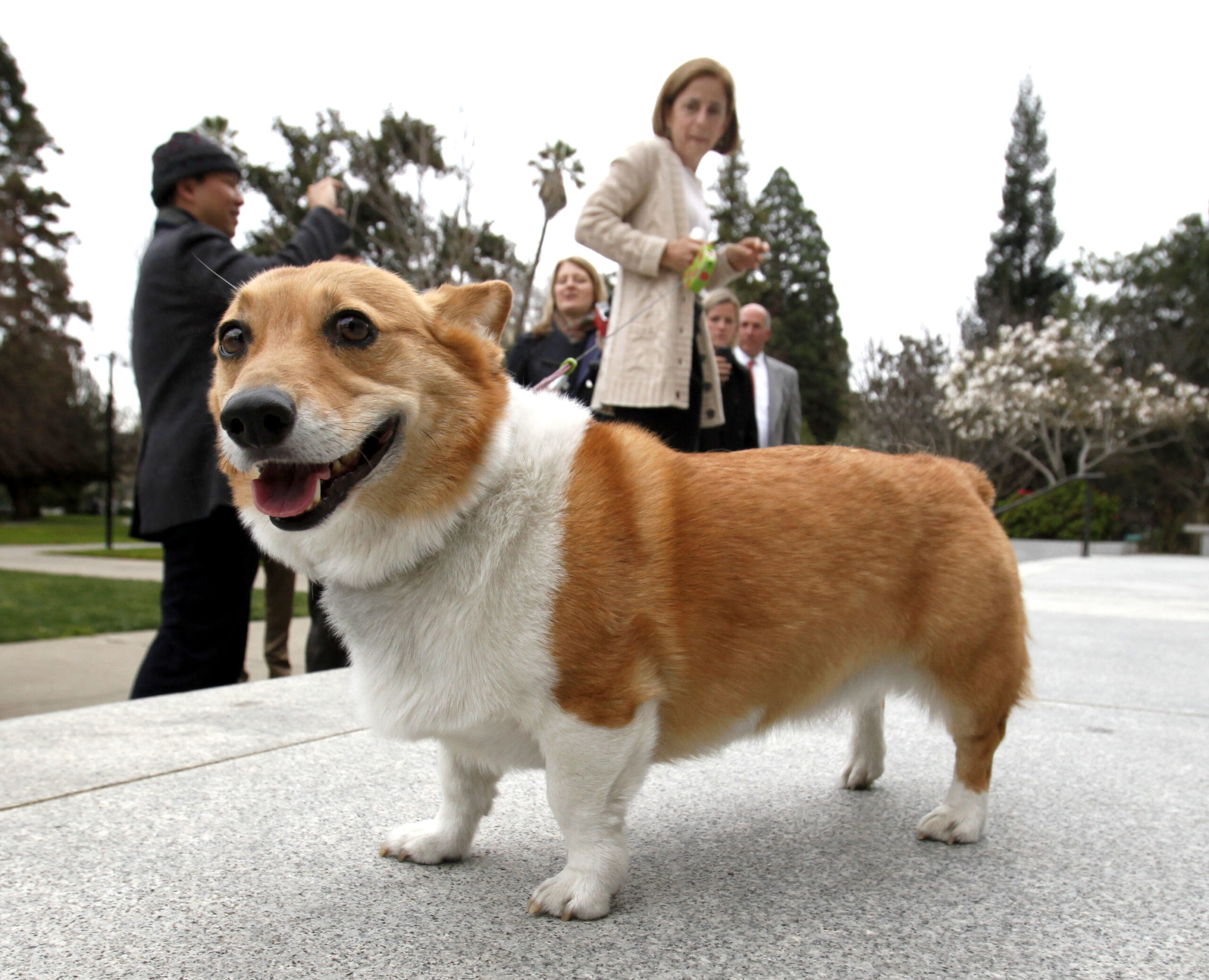 Chinese COVID-19 team beat corgi to death with iron rod, video shows