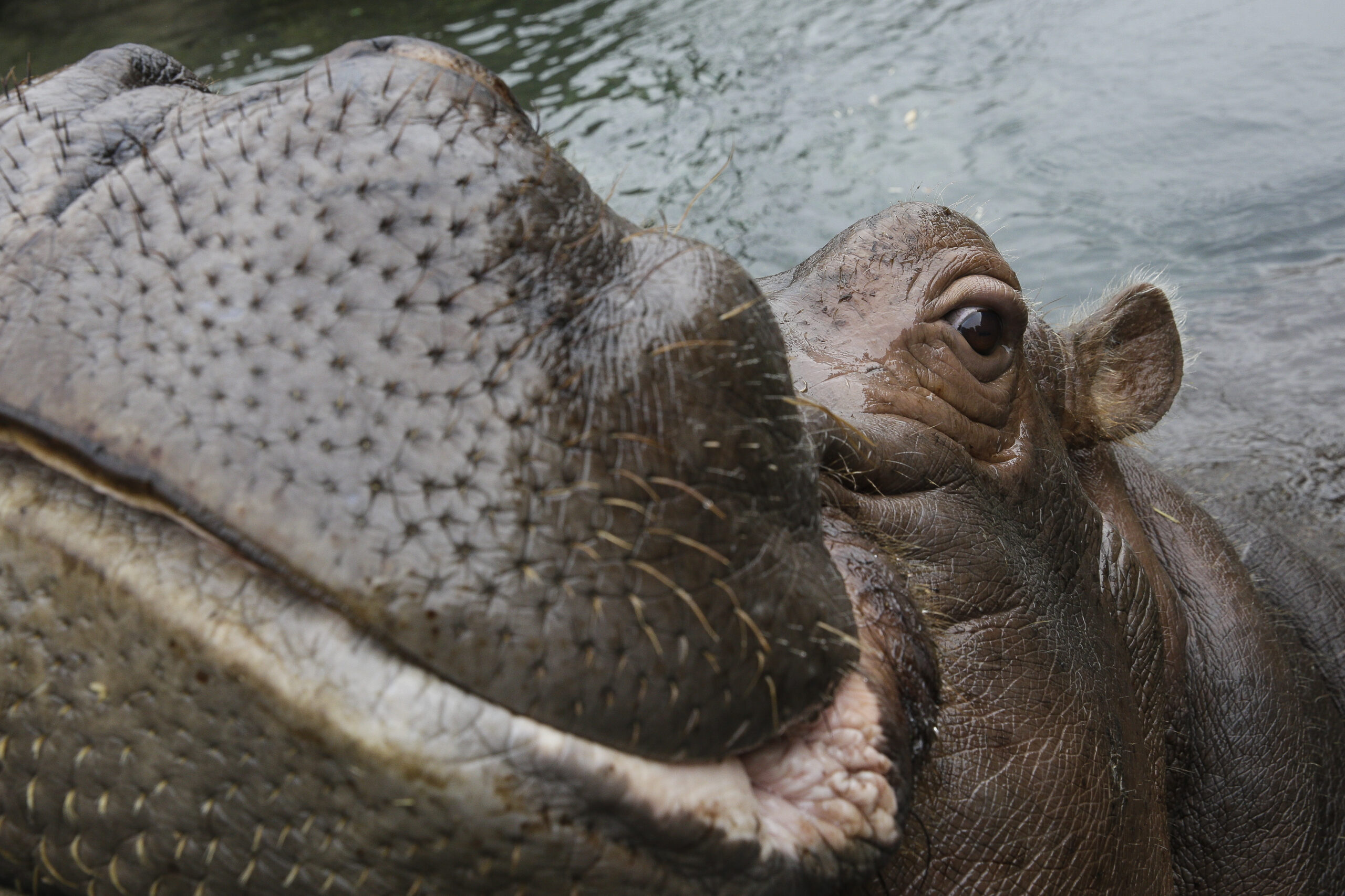 SEE IT: Bibi the hippo has a boy at Cincinnati Zoo