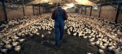 Chicken executives, including Pilgrim’s Pride CEO, indicted on price-fixing charges