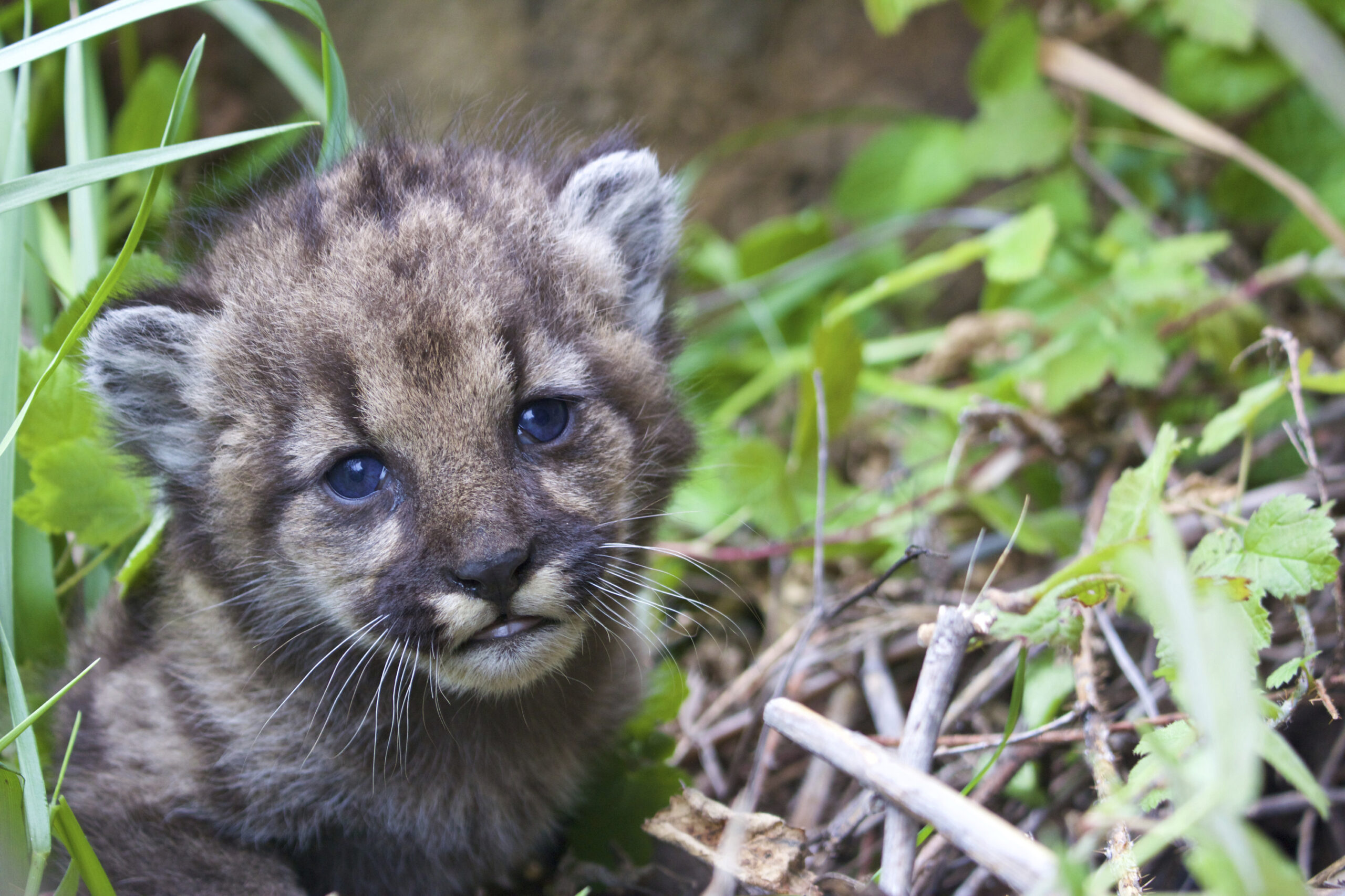 Mountain lion kittens found under picnic table in California