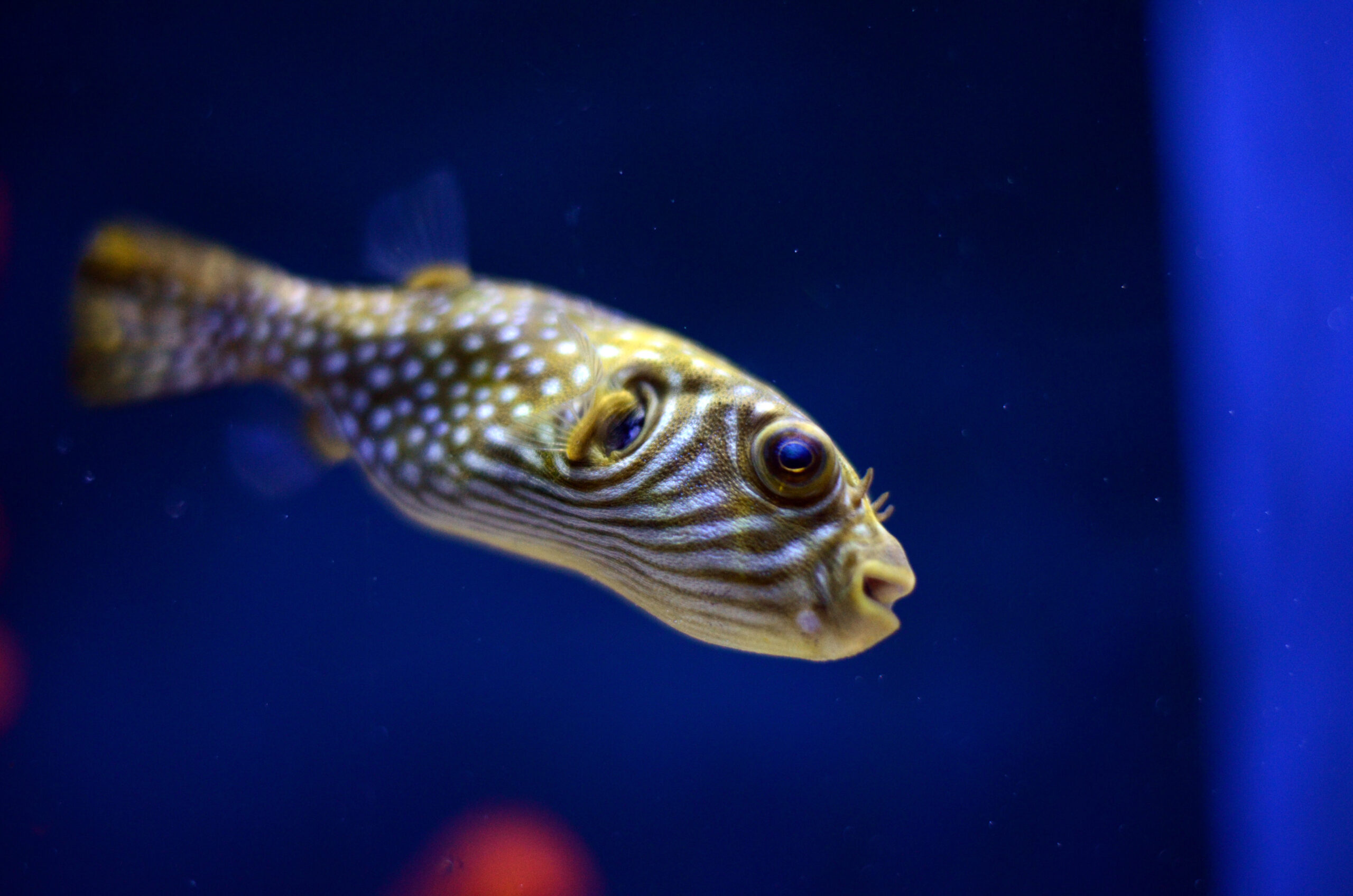 SEE IT: Puffer fish undergoes cataract surgery at Ohio zoo
