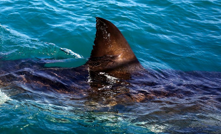 Man dies in apparent shark attack off California beach