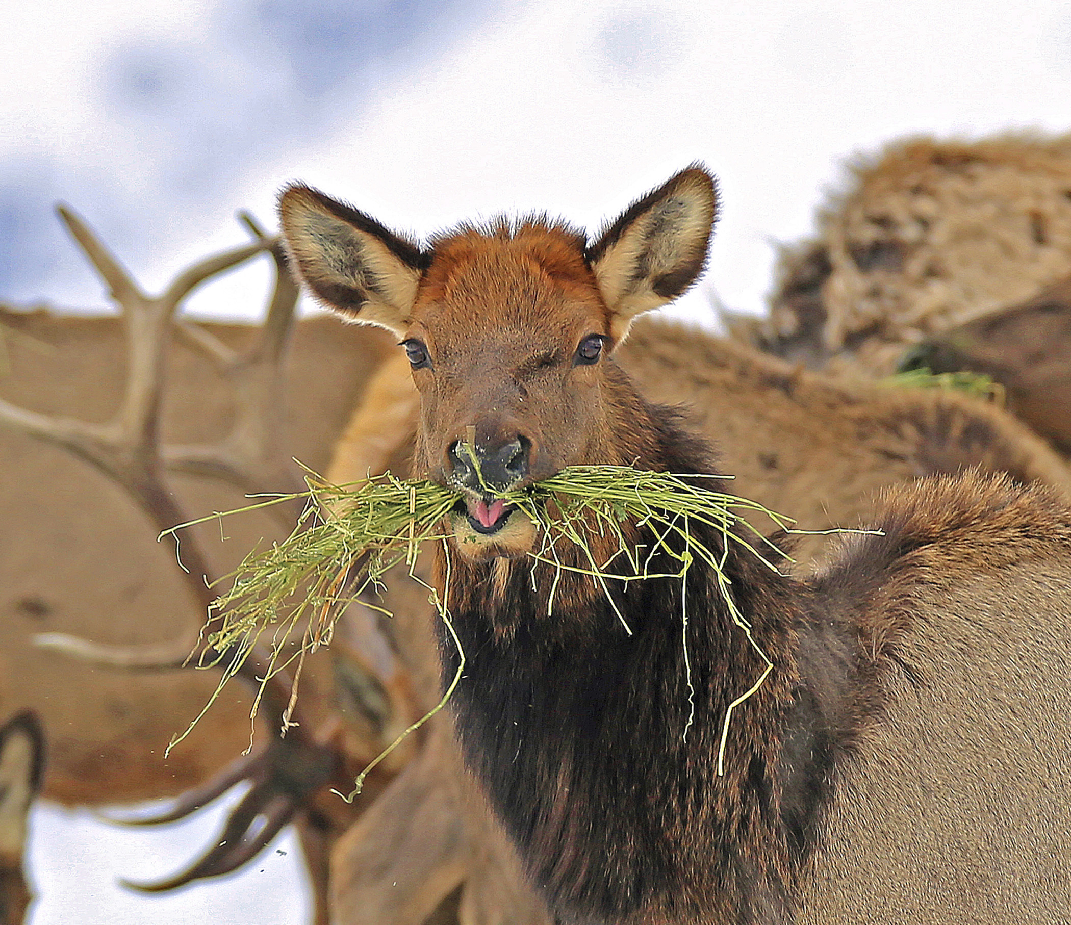 Oregon ballot initiative would criminalize hunting, livestock slaughter, even pest control