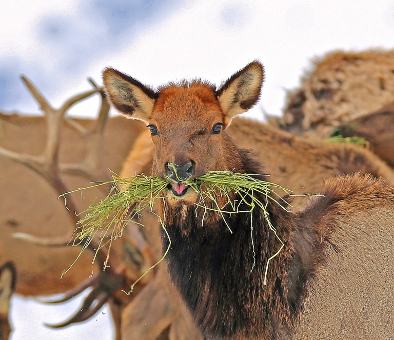 Oregon ballot initiative would criminalize hunting, livestock slaughter, even pest control
