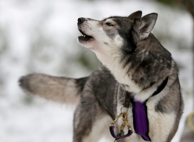 Woman poses with husky she killed and skinned, thinking it was a wolf