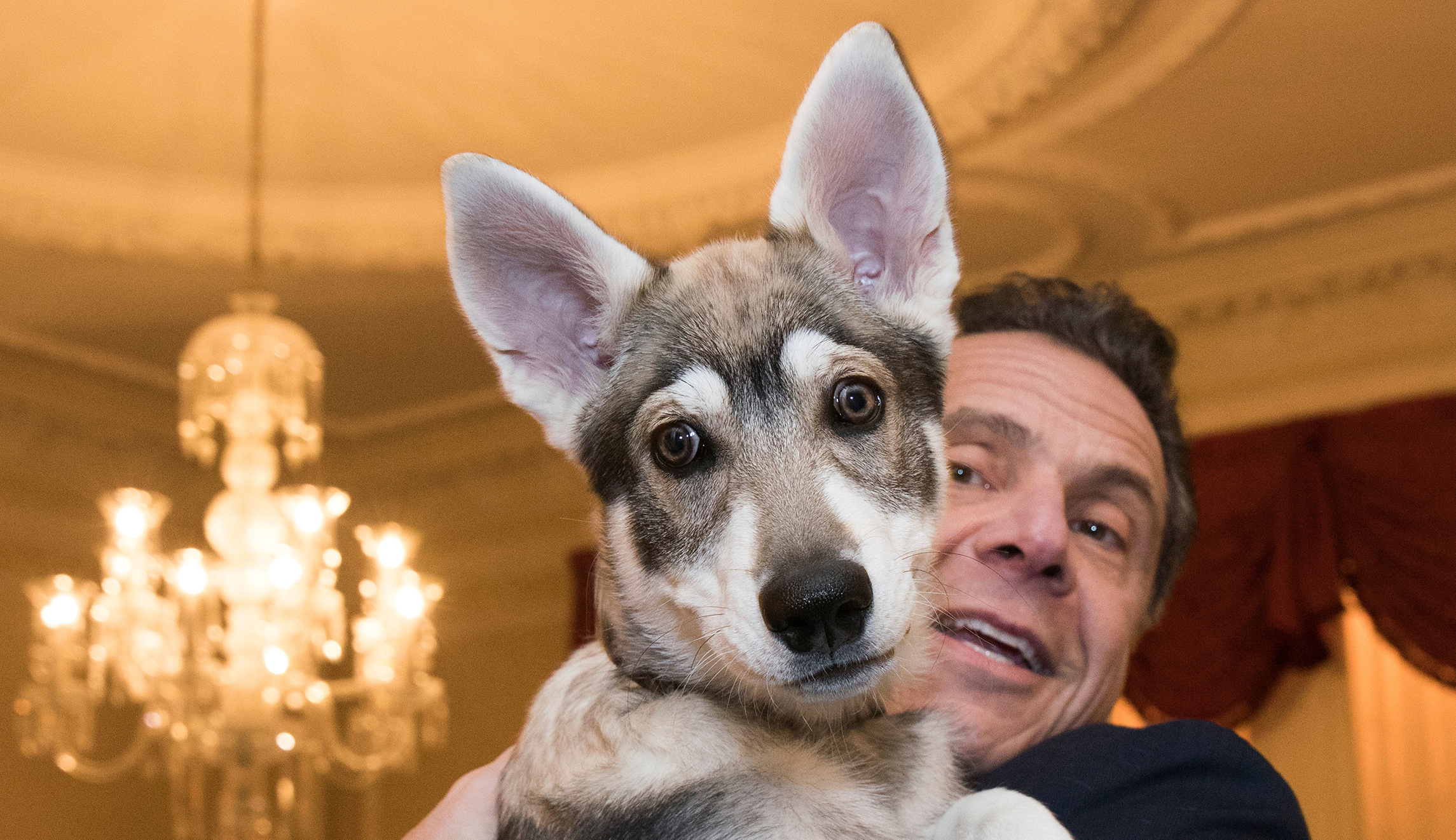Tight race: Trump vs. Andrew Cuomo’s dog, ‘Captain’