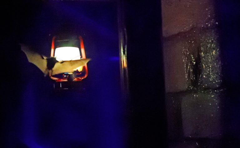 Researchers probe how to limit bats’ fatal encounters with wind turbines