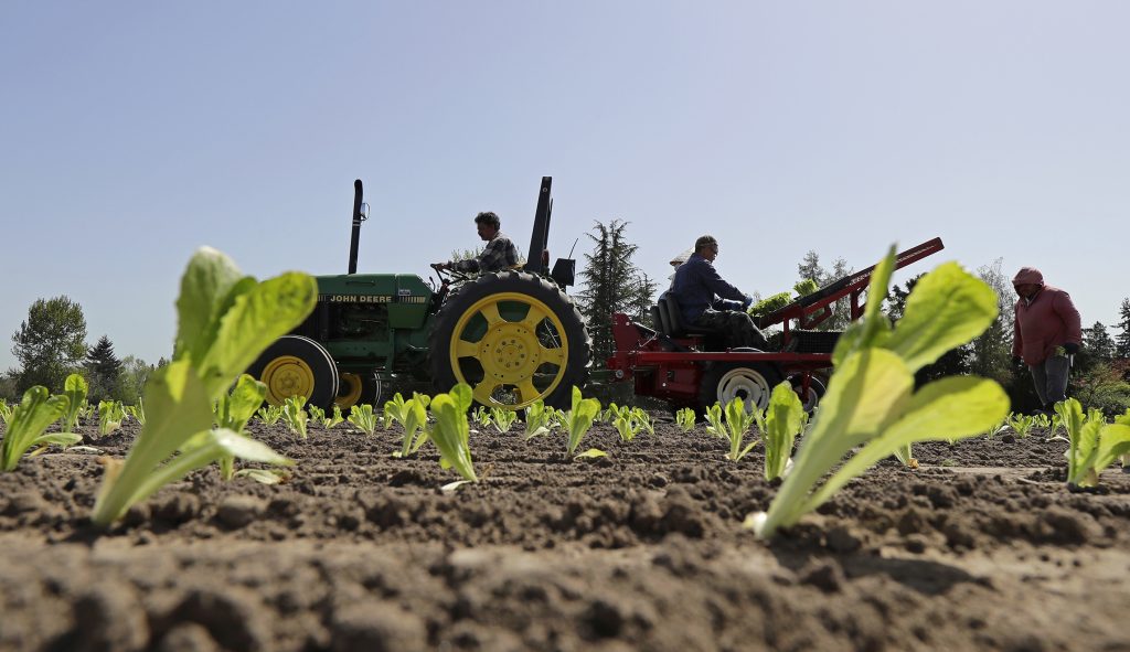 Four more die from E. coli-infected romaine lettuce