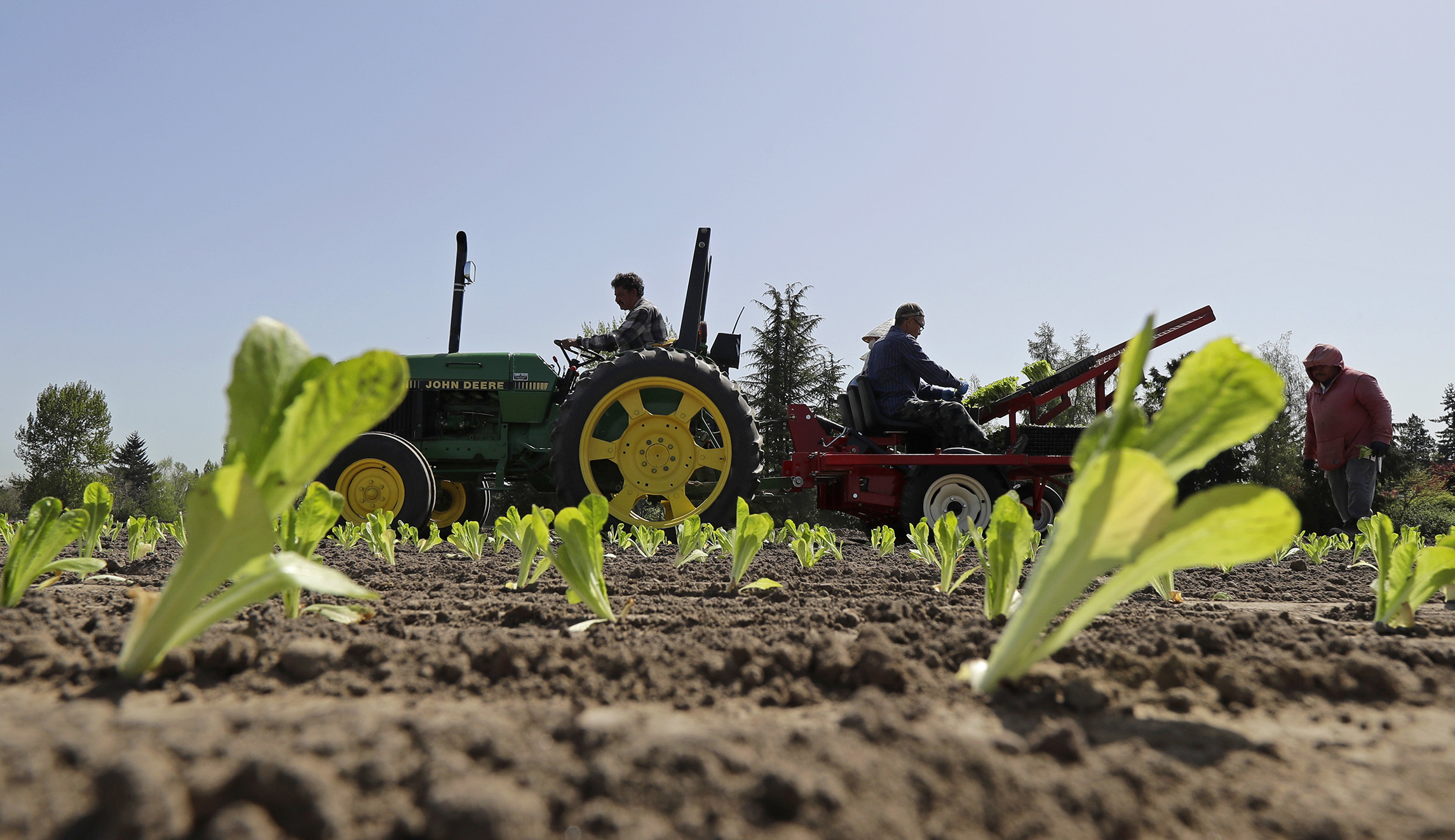 Four more die from E. coli-infected romaine lettuce