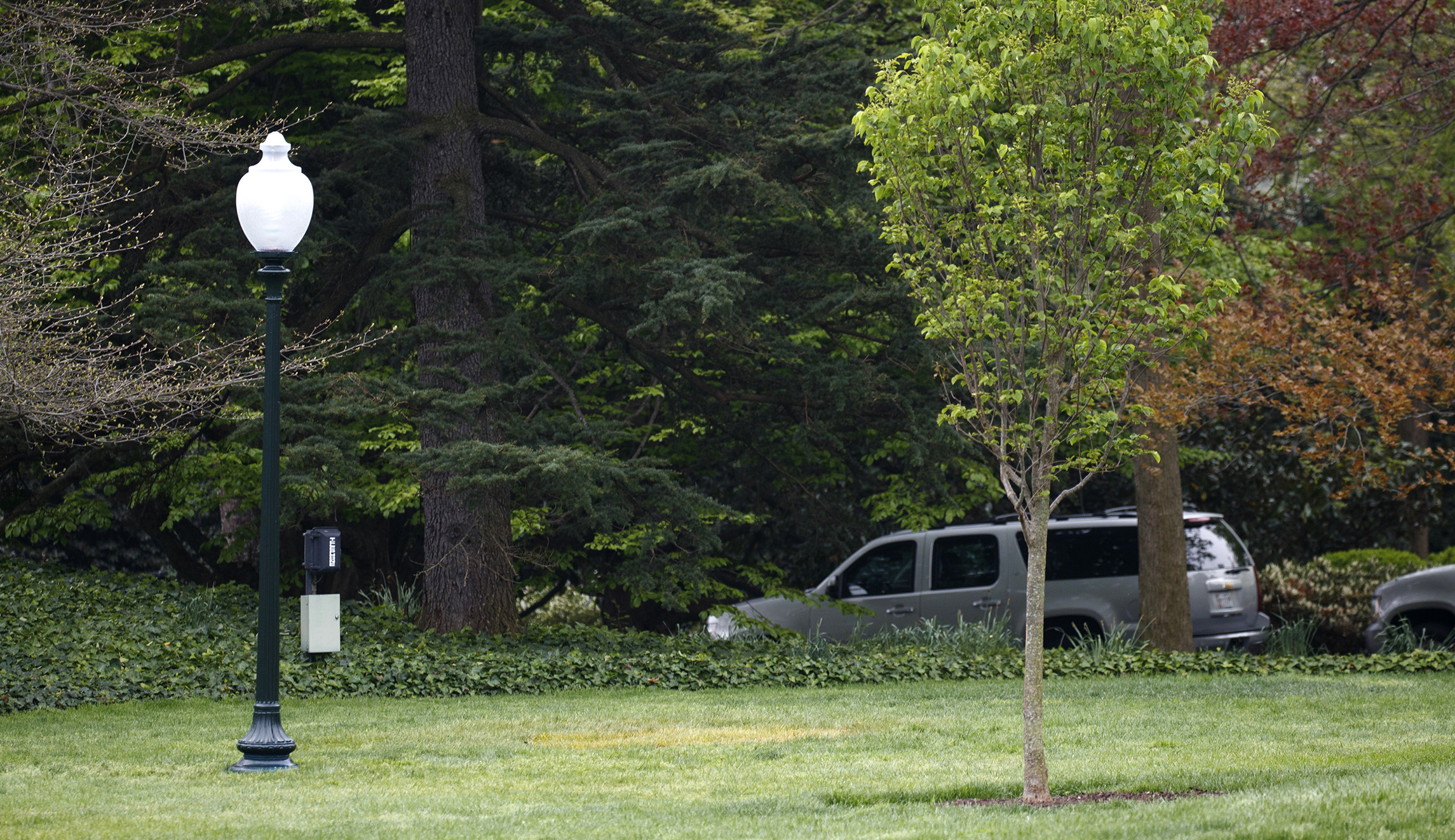 Why the tree that Trump and Macron planted at the White House is gone