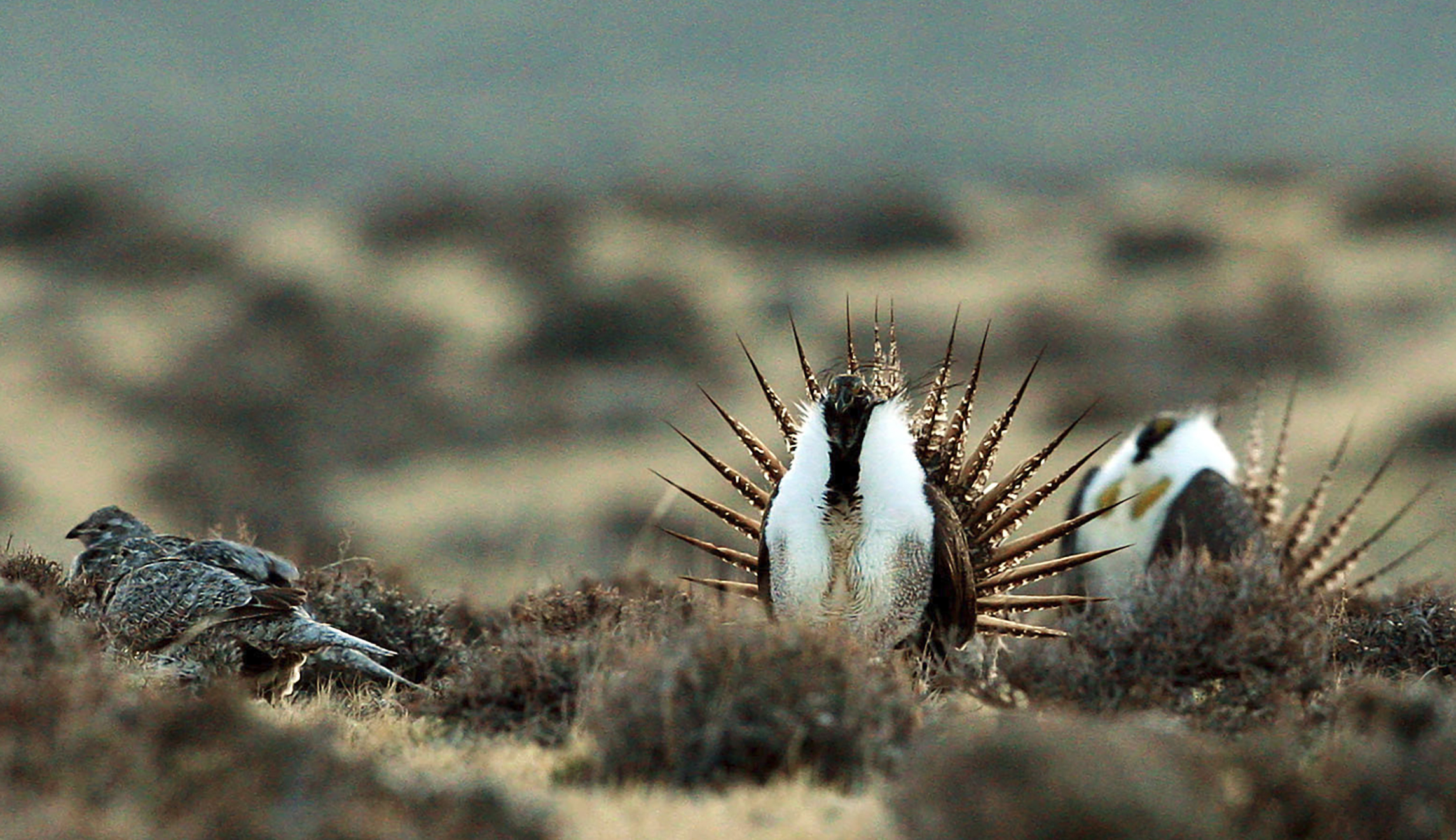 Interior moves forward with plan to scrap Obama-era sage-grouse plan