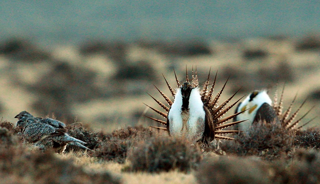 Interior moves forward with plan to scrap Obama-era sage-grouse plan