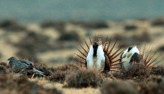 Interior moves forward with plan to scrap Obama-era sage-grouse plan