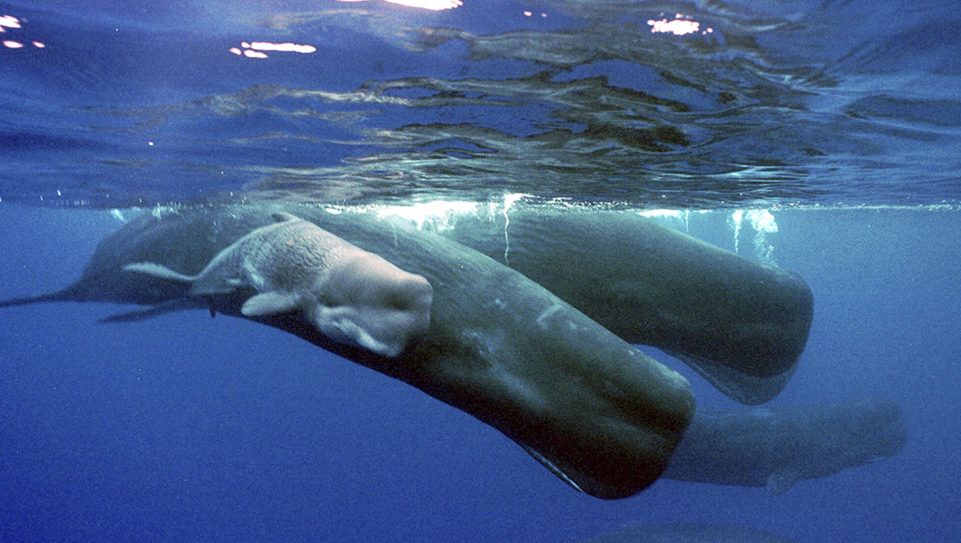 Sounds cool: Sperm whales use sound to communicate identity, new research reveals