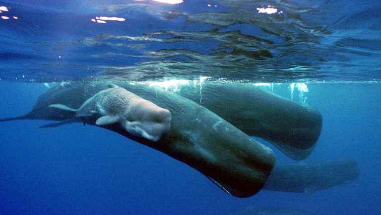 Sounds cool: Sperm whales use sound to communicate identity, new research reveals