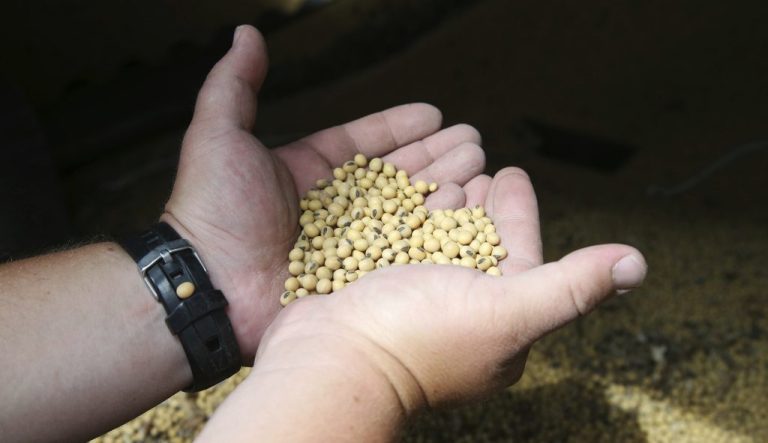 American farmers have put the brakes on unnecessary spending as the U.S.-China trade war escalates, hoping the two countries work out their differences before the full impact of China's retaliatory tariffs hits American soybean and pork producers.