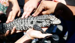 Leapin’ lizards! Georgia warns public of giant, invasive lizards that ‘eat almost anything’