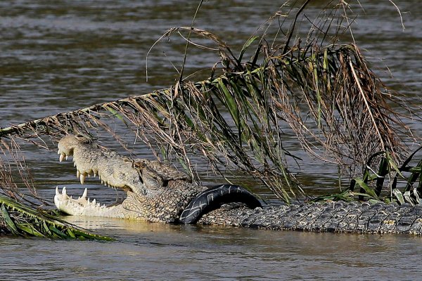 Crocodile freed from tire after 6 years by Indonesian man