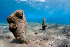 The Philippines recovers $25 million worth of illegally harvested giant clams