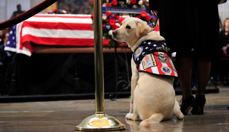 Sully, former President George H.W. Bush's service dog, pays his respect as Bush lies in state at the U.S. Capitol in Washington, Tuesday, Dec. 4, 2018. 