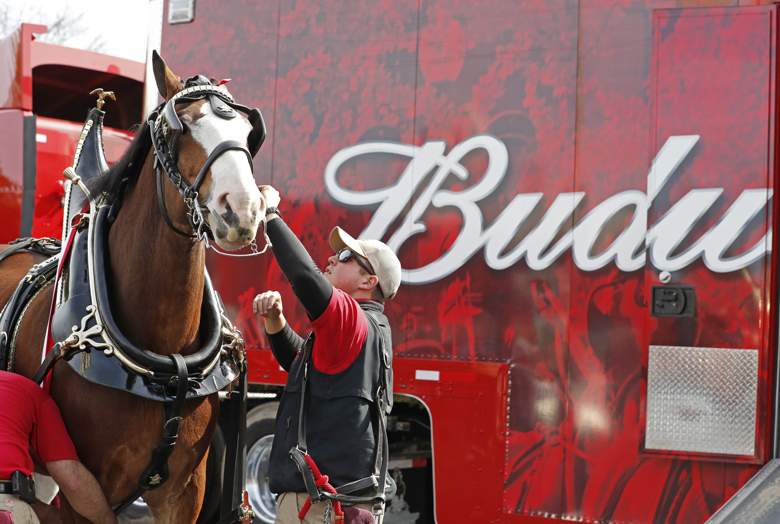 Budweiser distributor cancels Clydesdale events over ‘safety concerns’ after Dylan Mulvaney Bud Light debacle