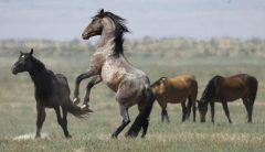 We put wild horses on stamps. BLM rounded them up