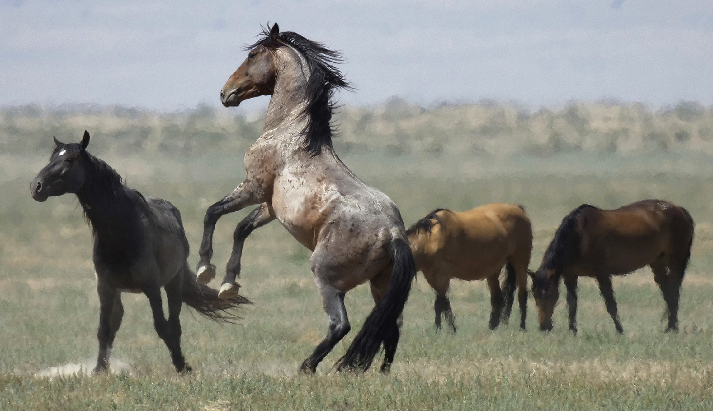Wanted: More pastures for West’s overpopulated wild horses