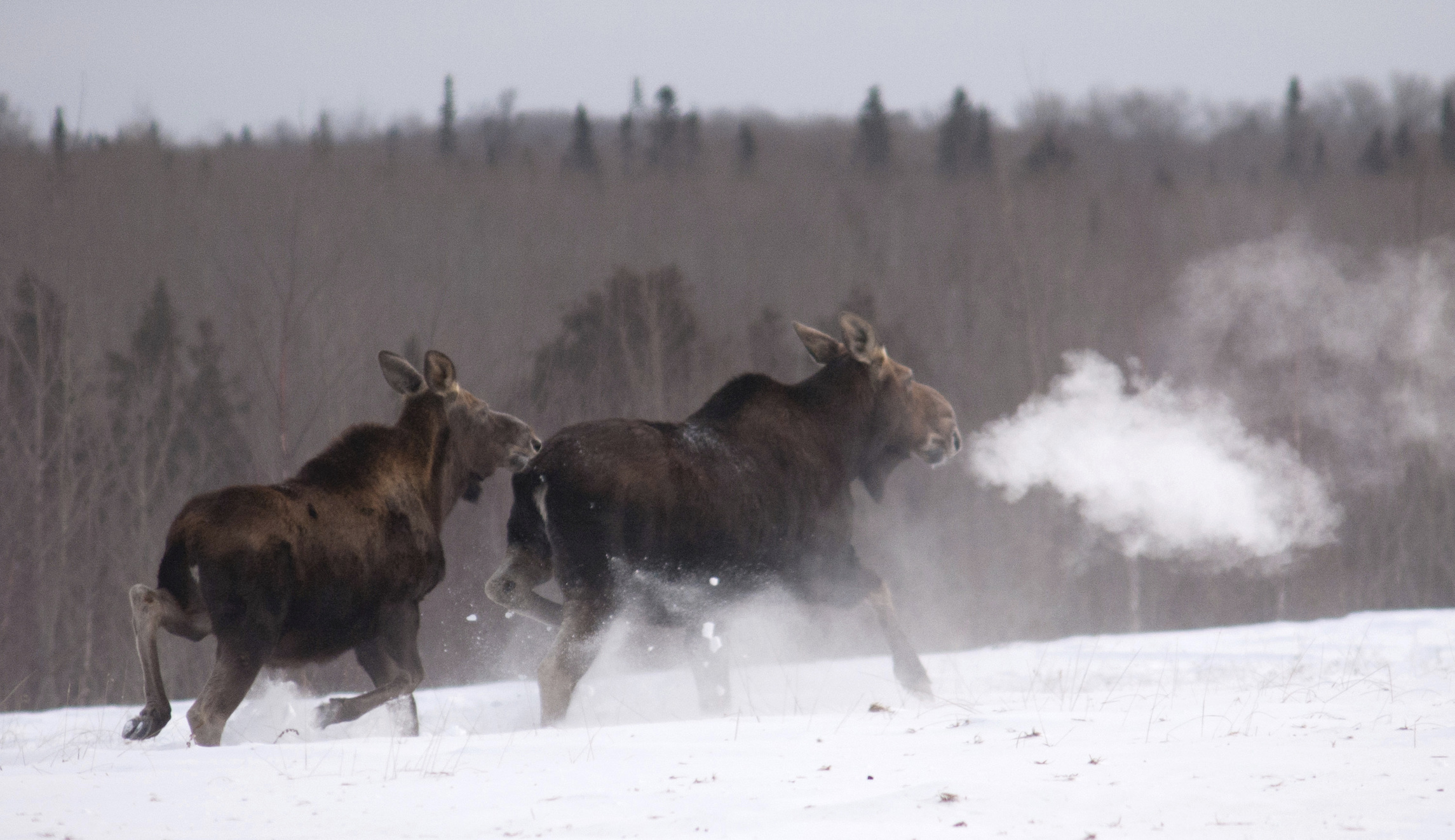 Capitalism and hunting can save the Minnesota moose