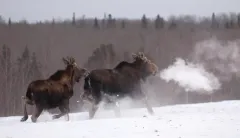 Capitalism and hunting can save the Minnesota moose