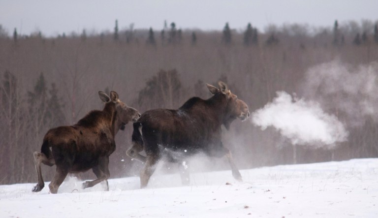 In this 2014 photo provided by the Minnesota Department of Natural Resources, a moose calf follows it's mother in the snow near Grand Marias, Minn.