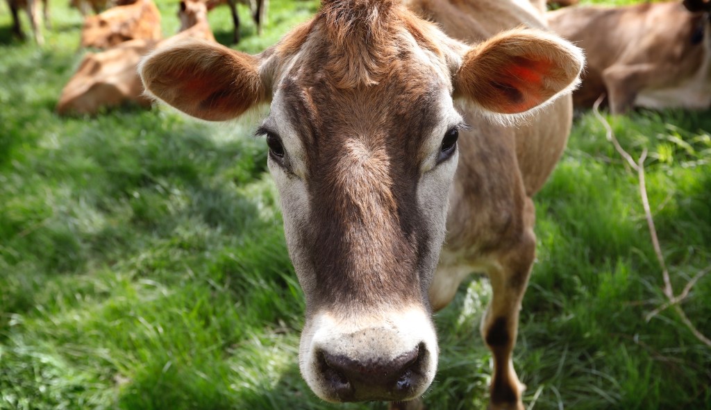 Cows, and farmers, are part of the solution to climate change