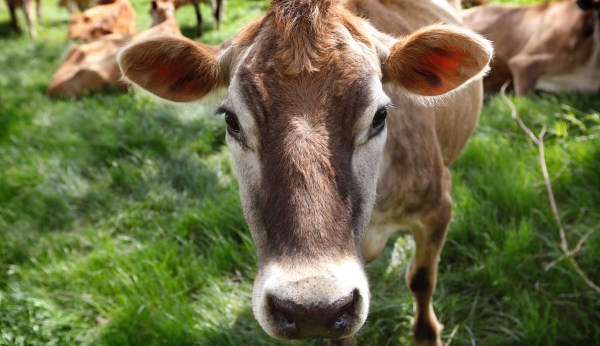 Farmers wage war on EU bureaucrats the right way