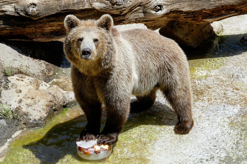 WATCH: Mother charged with attempted murder after throwing daughter into bear pit