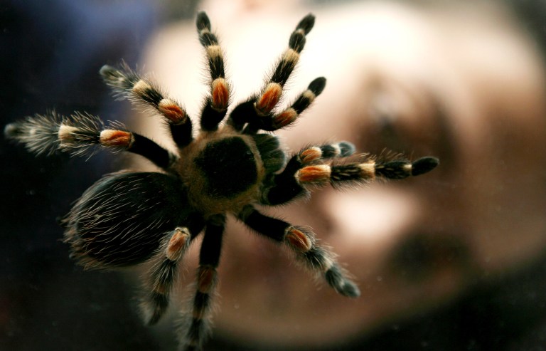 Scientists research tarantula venom for chronic pain relief