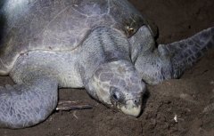SEE IT: Giant sea turtle rescued from under Florida boardwalk