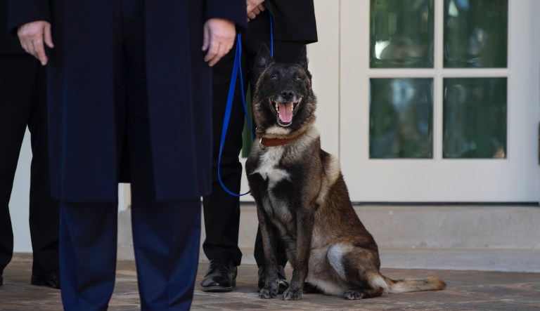 ‘Thanks to Conan’: Trump honors dog who cornered Baghdadi on National K-9 Veterans Day