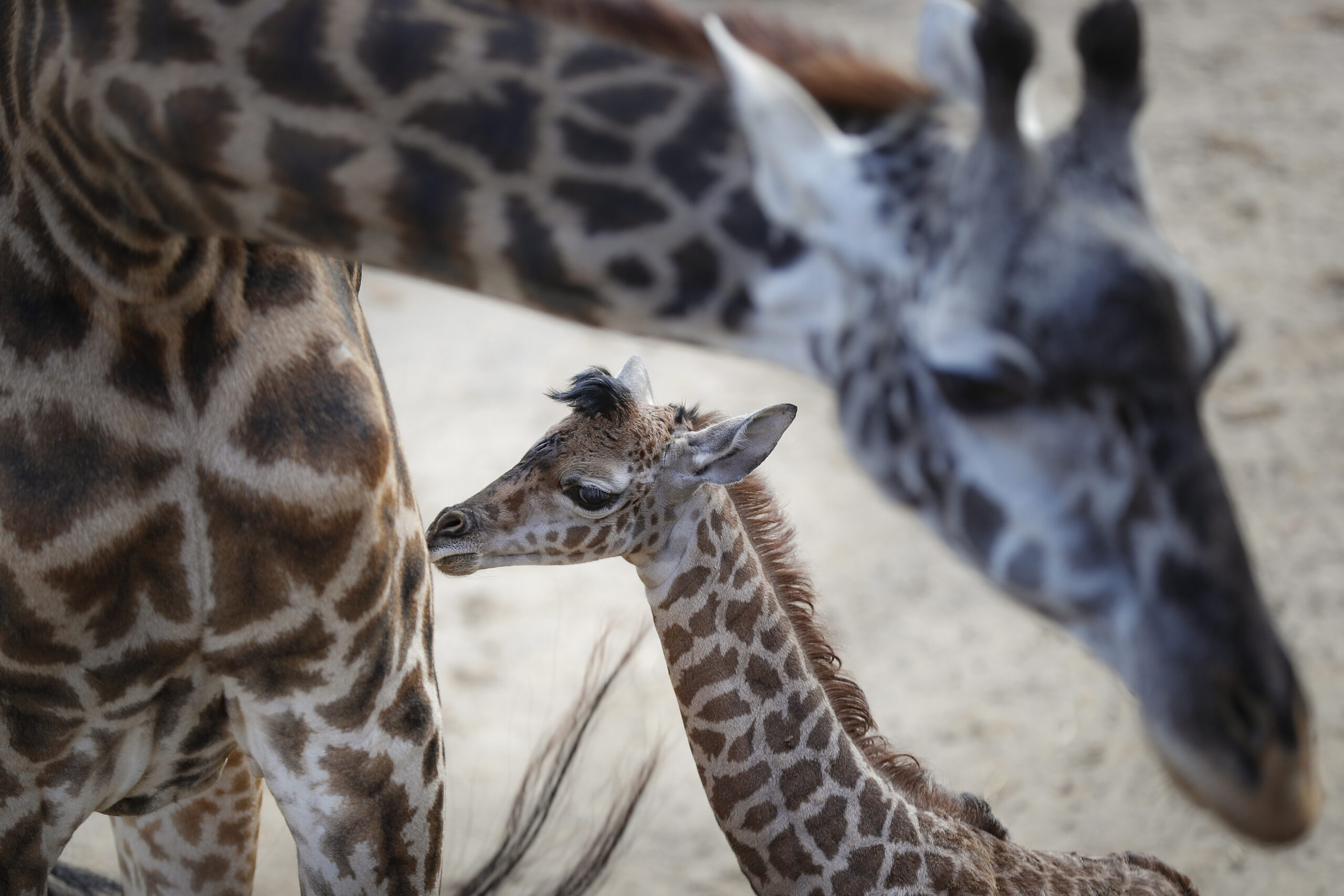 Cincinnati Zoo successfully vaccinates at least 80 animals